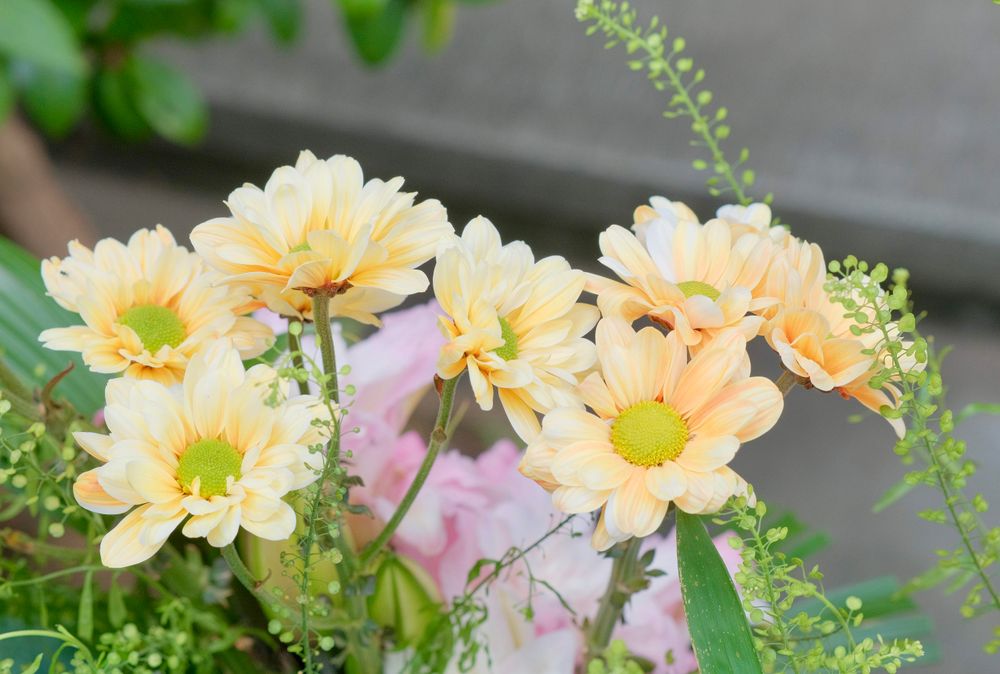 灵隐寺拍摄的花卉